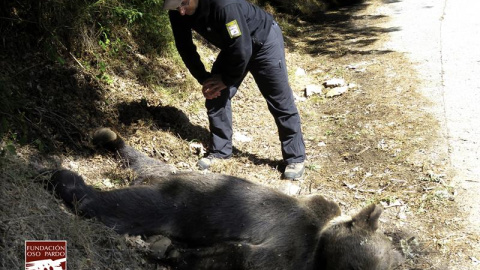 El oso pardo hallado muerto en Asturias. EFE