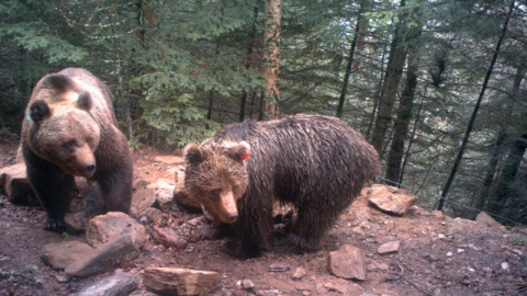 La actividad depredadora del oso Goiat está soliviantando los ánimos de los ganaderos de ambos lados del Pirineo. /PIROSLIFE