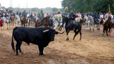 El toro , llamado " Pelado " , se encuentra junto a los jinetes durante el Toro de la Peña de este martes.- REUTERS / Sergio Pérez