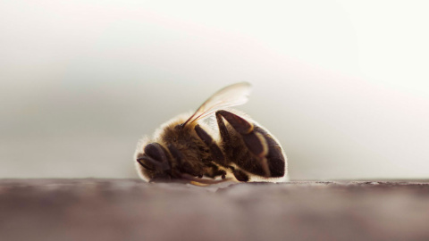 Una abeja muerta en un campo de almendros de Valencia. GREENPEACE