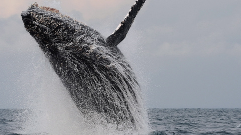 Una ballena salta en la costa de Libreville, en Gabón. STEPHANE BERRY (AFP)