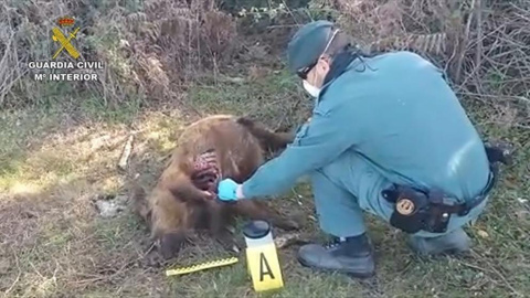 Cazadores furtivos matan a un jabalí en Doñana | EP/ Guardia Civil