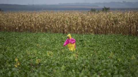 Migrante paseos por el campo después de cruzar la frontera cerca Tovarnik. REUTERS