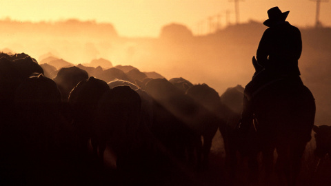 Un granjero monta su caballo mientras pastorea su ganado hacia los corrales cerca de la ciudad de Queensland, en Aramac, Australia. REUTERS/David Gray