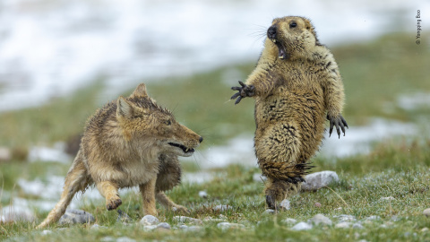 Las marmotas generalmente no salen a la superficie hasta la primavera, siendo una oportunidad que los depredadores hambrientos no pueden dejar pasar./ Yongqing Bao, China