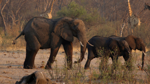 23/10/2019.- Elefantes en el Parque Nacional Hwange, en Zimbabwe. REUTERS / Philimon Bulawayo