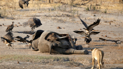 23/10/2019-. Un león acercándose al cadáver de un elefante en el Parque Nacional Hwange, en Zimbabwe. REUTERS / Philimon Bulawayo