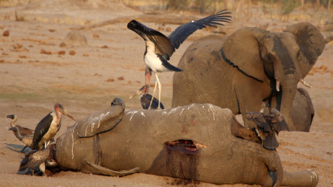 23/10/2019.- Una cigüeña sobre el cadáver de un elefante en el Parque Nacional Hwange, en Zimbabwe. REUTERS / Philimon Bulawayo