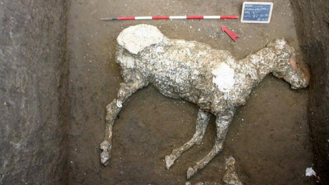 Fotografía facilitada por el Parco Archeologico di Pompei de un caballo sepultado en unas cuadras desde la erupción que acabó con la urbe y que era "de las razas más nobles" a juzgar por los adornos de bronce de su testuz, que ha sido el úl