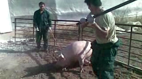 Trabajadores de la granja de cerdos El Escobar, Murcia, golpeando a cerdos. IGUALDAD ANIMAL