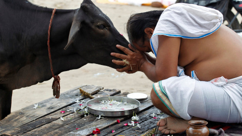 Un devoto hindú ofrece oraciones A una vaca después de tomar un baño sagrado en las aguas de Sangam, una confluencia de tres ríos, el Ganges, el Yamuna y el mítico Saraswati, en Allahabad, India. REUTERS/Jitendra Prakash