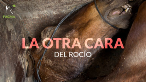 Como cada año, PACMA denuncia las excesivas muertes de caballos en El Rocío.