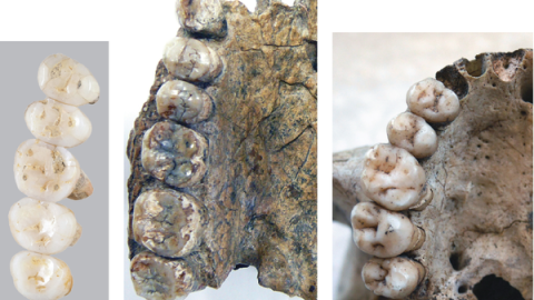 Dentadura de H. Luzonensis, H. Herectus y H. Sapiens / © Callao Cave Archaelogy Projet