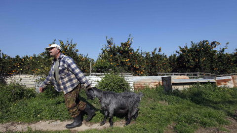 George Andrianakis, de 56 años, lleva una de sus cabras en el patio de su granja en la aldea de Stafania en el área de Peloponeso (21 de marzo 2012). REUTERS / Cathal McNaughton