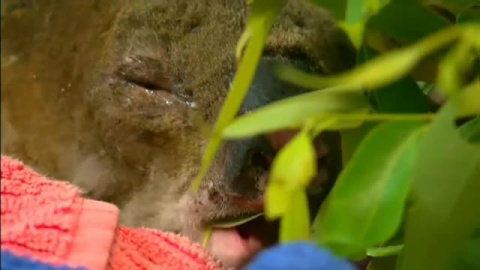 El koala rescatado del fuego en Australia se reÃºne con su salvadora