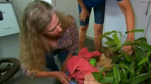 Toni Doherty arriesgó su vida para salvar a uno de los koalas amenazados por los incendios en Australia. / Atlas