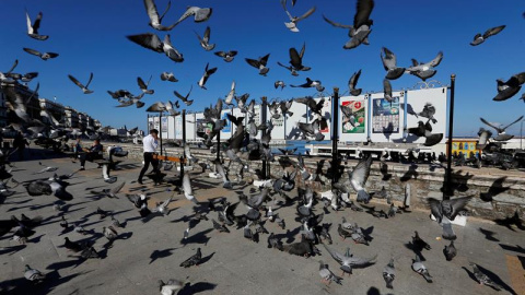 Palomas sobrevuelan cerca de los pósteres electorales en Argel, Argelia, hoy 12 de abril de 2017. Las elecciones parlamentarias se celebran el próximo 4 de mayo. EFE/Mohamed Messara