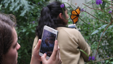 Las mariposas aumentan de manera considerable con el crecimiento de las ciudades - EFE