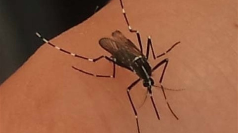 Ejemplar de mosquito tigre sobre un brazo. /GENERALITAT DE CATALUNYA