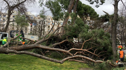 Arboles del Retiro caídos por el viento - EFE