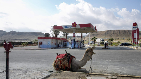 Un camello frente a una gasolinera cerca de Jericó. REUTERS/Baz Ratner