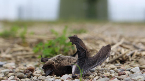 Un murciélago víctima de un choque con las turbinas de viento. / Christian Voigt, Leibniz-IZW