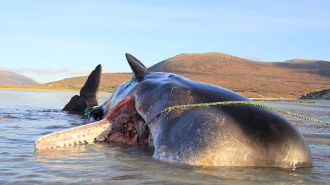 El animal hallado en una playa de Escocía. | SMASS