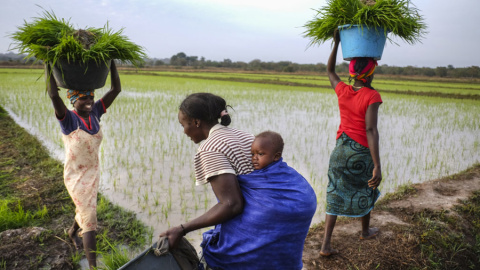 Mujeres en las plantaciones de arroz en Guinea Bissau. A. POR LA SOLIDARIDAD