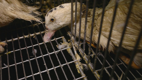 Imagen de uno de los patos maltratados en la fábrica de Euralis. Foto: Igualdad Animal