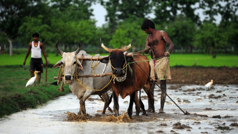 Un agricultor indio ara un campo de arroz después de la lluvia del monzón en Phafamau,  India. AFP