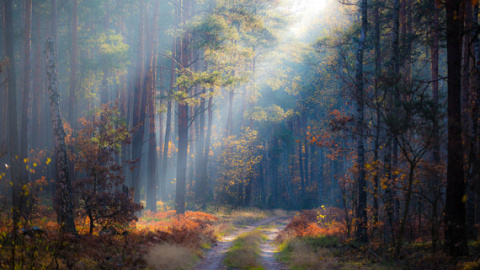 Los bosques son los mayores repositorios de biodiversidad terrestre / Radomir Balazy