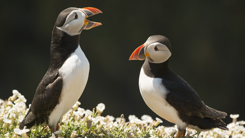 Pareja de frailecillos en la isla de Skomer. / WELSH WILDLIFE