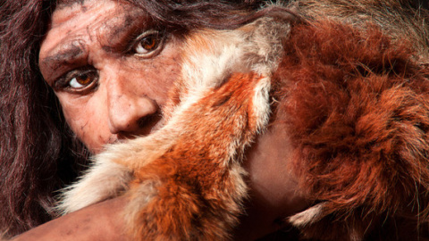 Reconstrucción de un hombre neandertal. Imagen: Fotolia