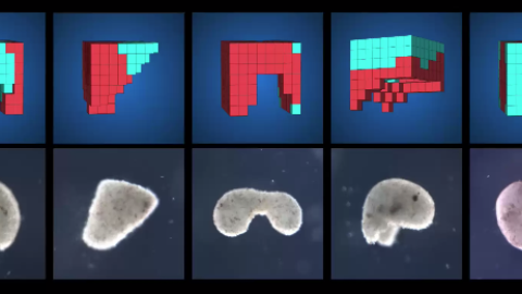 Diferentes configuraciones de los "robots vivos" de medio milímetro creados por científicos. / PNAS