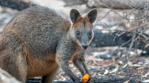 Un animal come después de que el personal del Servicio de Parques Nacionales y Vida Silvestre arrojasen desde el aire zanahorias y batatas- REUTERS