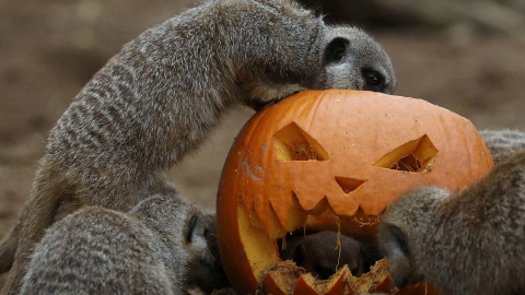 Calabaza decorada para Halloween en Chester Zoo, Reino Unido. REUTERS