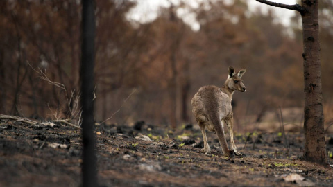 Un canguro herido en el interior de un bosque incendiado en Cobargo (Australia). /REUTERS