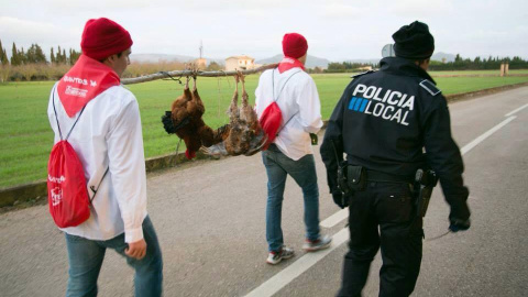 Imágenes del pasado enero 2014, cedidas por PACMA que evidencian el maltrato a los gallos durante la celebraciones de los quintos en la localidad mallorquina de Muro. /PACMA