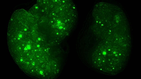 Imagen de la investigación. CNIO