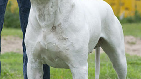 Varios centenares de cazadores aragoneses utilizan dogos argentinos para la caza.