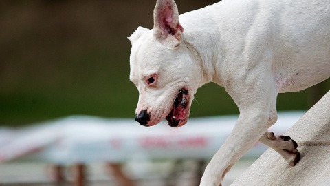 El dogo argentino es una raza de perro legalmente considerada peligrosa que fue diseñada para la caza mediante cruces genéticos. / Pet Photography / Flickr