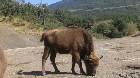 Ejemplar joven de bisonte europeo en la reserva de San Cebrián de Mudá (Palencia) / M.R.E