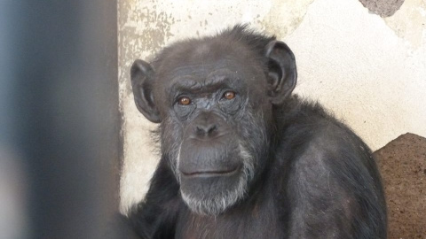 Cecilia, una chimpancé que será trasladada a un Santuraio.