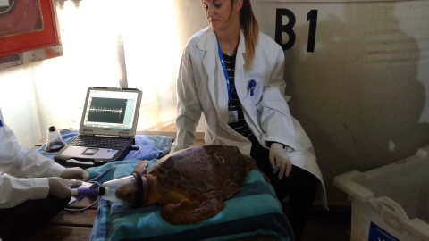 Tratamiento de una tortuga marina Caretta caretta rescatada, en el Arca del Mar en el Oceanogràfic.- M.R.E.