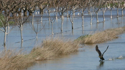 Imagen de un campo en Miravet (Tarragona) inundado a causa del aumento de caudal del rio Ebro, a causa de la persistencia de las precipitaciones y el deshielo en cotas por debajo de los 1.000 metros que está provocando un incremento signifi