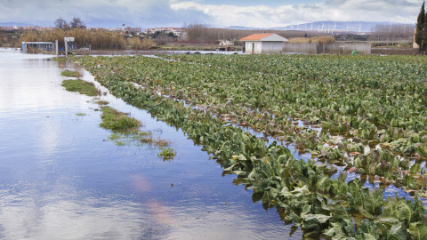 Un campo de cultivo de la localidad de Calahorra, permanece anegado tras la crecida del río Ebro. /Raquel Manzanares (EFE)