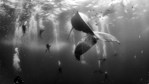 Una ballena jorobada y su ballenato recién nacido nadan cerca de Roca Partida, la isla más pequeña del archipiélago de Revillagigedo, en la costa mexicana del Pacífico. - ANUAR PATJANE FLORIUK / Segundo premio Fotografías Individuales WPF 2