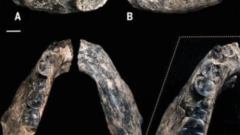 Una mandíbula remonta la aparición del género homo a 2,8 millones de años. /WILLIAM KIMBEL