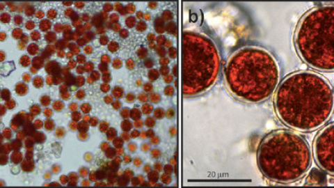 Colonia de microalgas ‘H. pluvialis’ en estadio de enquistamiento y detalle donde se aprecia el color rojo del núcleo celular por la producción de axtasantina. La flecha indica un espécimen transparente sin el carotenoide. / J. Fernández-Lo