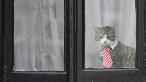 El gato de Julian Assange con cuello y corbata observa atentamente por una de las ventanas de la Embajada de Ecuador en Londres. EFE/Hannah Mckay